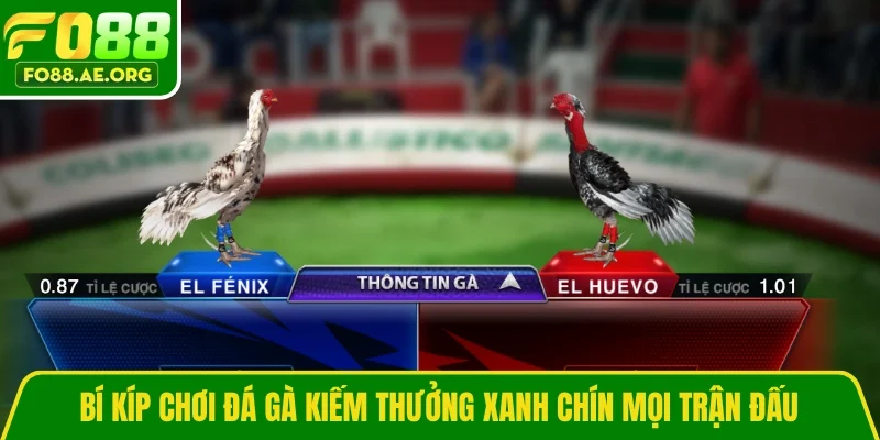 Bí kíp chơi đá gà kiếm thưởng xanh chín mọi trận đấu