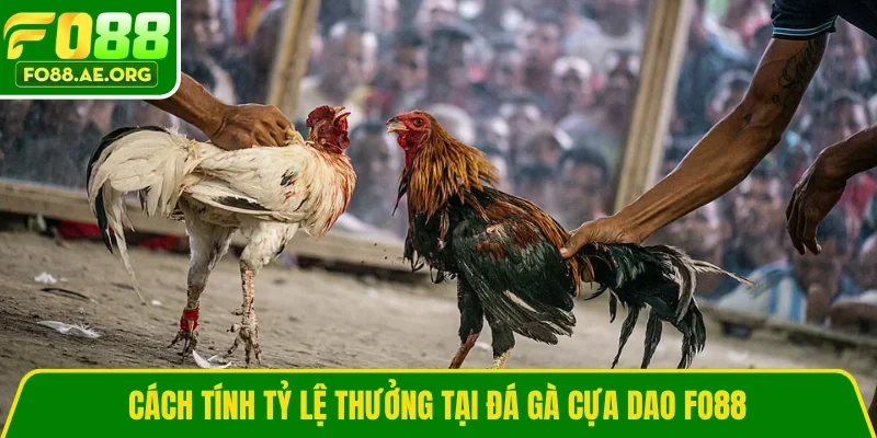 Cách tính tỷ lệ thưởng tại đá gà cựa dao FO88