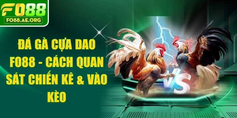 Đá Gà Cựa Dao FO88 - Cách Quan Sát Chiến Kê & Vào Kèo