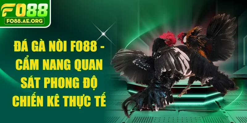 Đá Gà Nòi FO88 - Cẩm Nang Quan Sát Phong Độ Chiến Kê Thực Tế