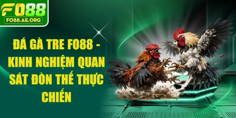 Đá Gà Tre FO88 - Kinh Nghiệm Quan Sát Đòn Thế Thực Chiến