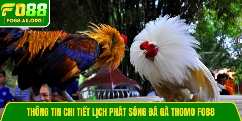 Thông tin chi tiết lịch phát sóng đá gà Thomo FO88