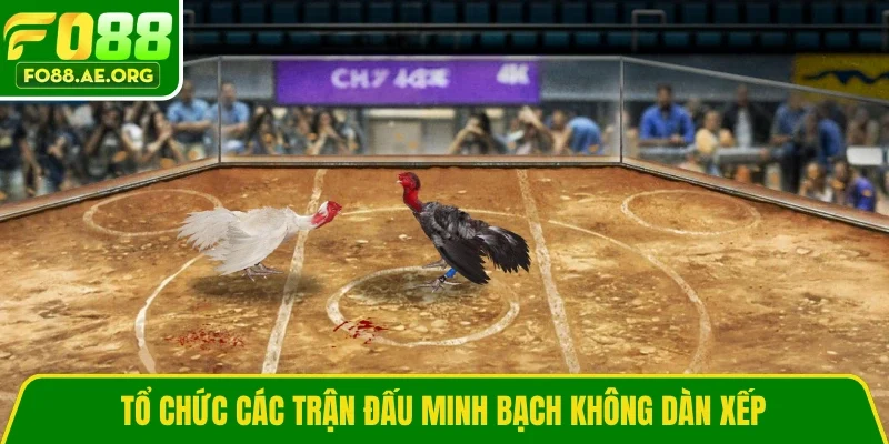 Tổ chức các trận đấu minh bạch không dàn xếp